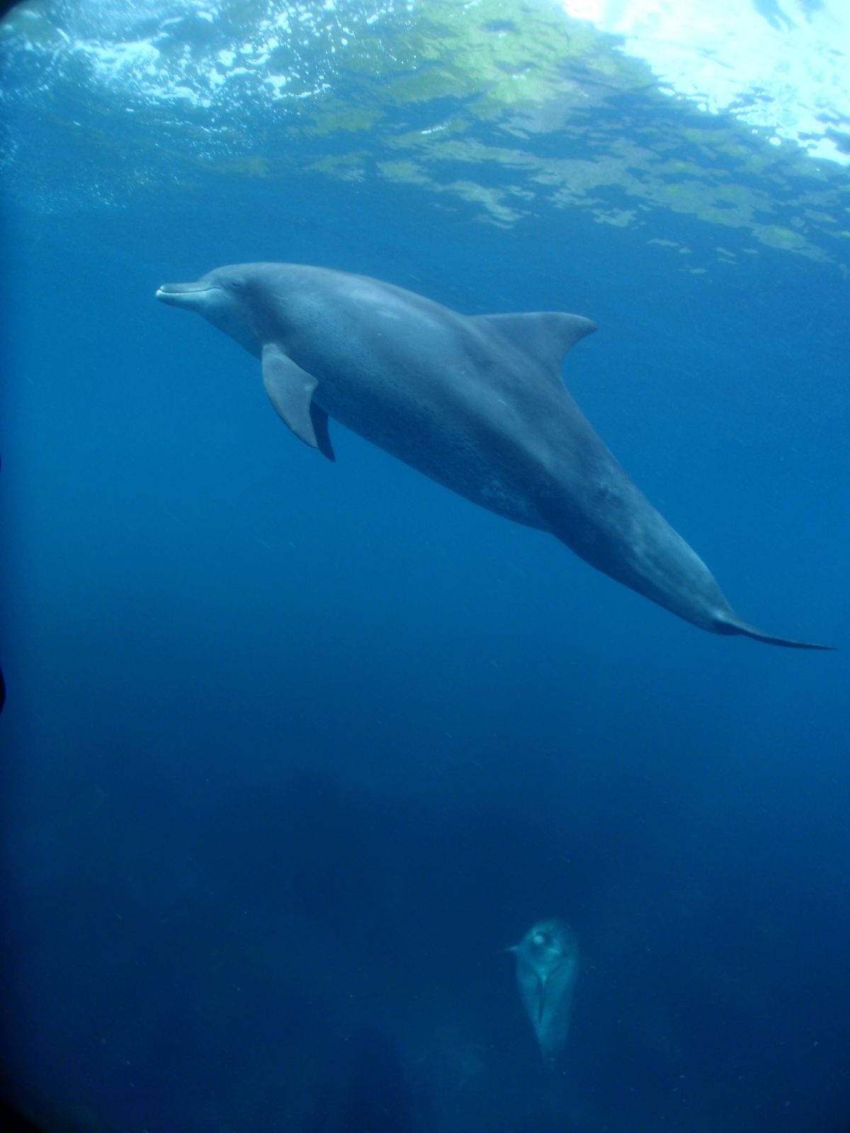 18th Jul. 2012 pic📷

dolphin swim🐬

優...