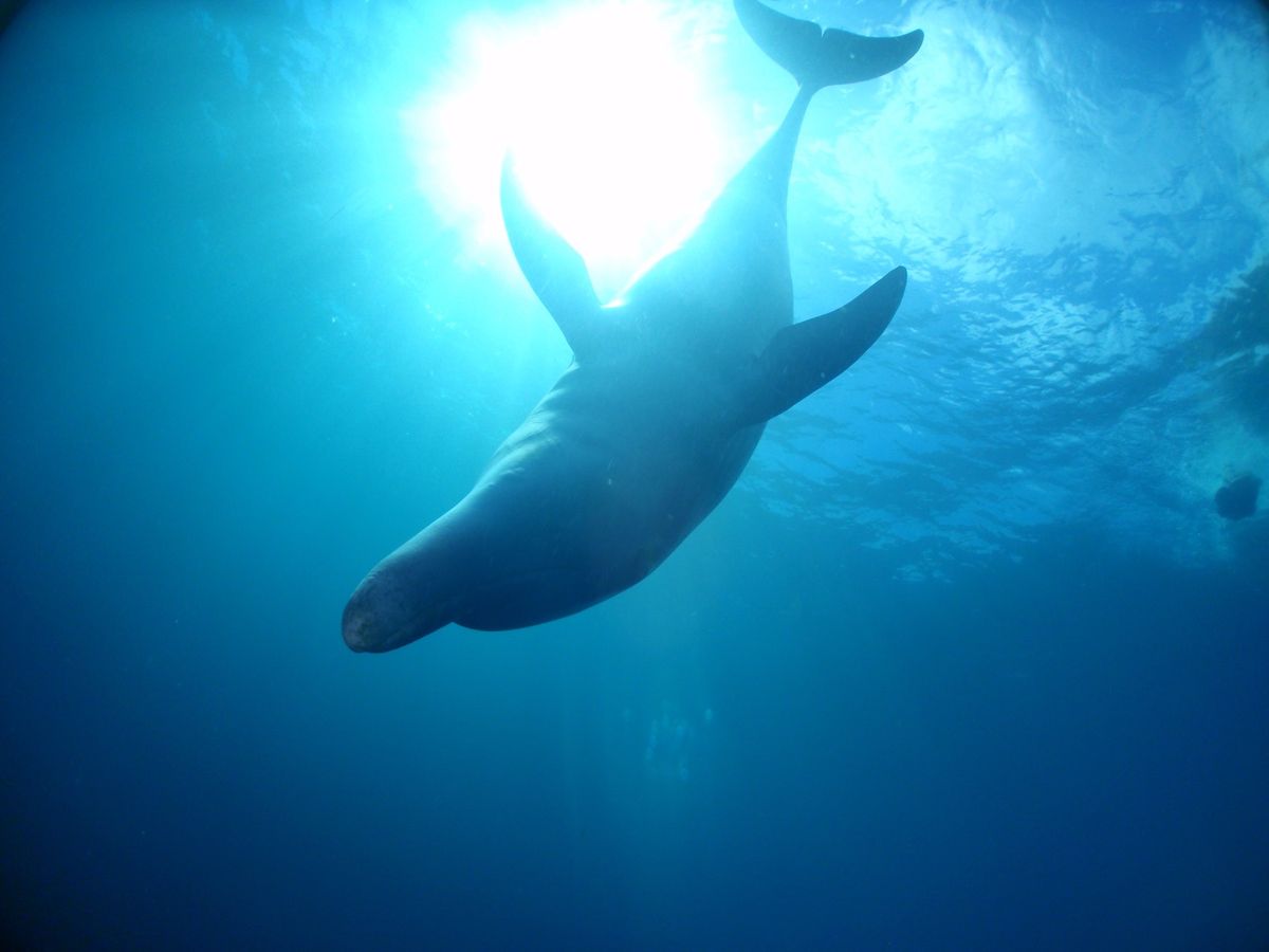 18th Jul. 2012 pic📷

dolphin swim🐬
in...