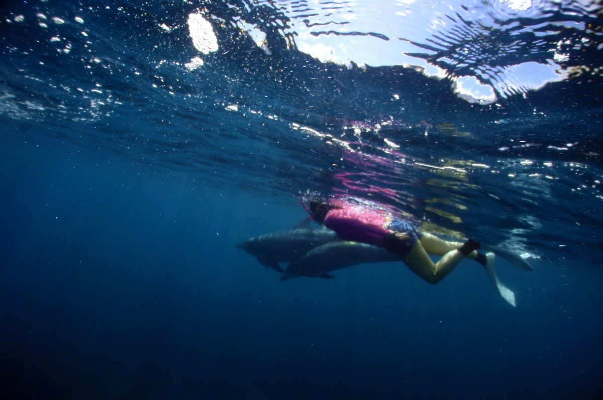 18th Jul. 2012 pic📷

dolphin swim🐬
in...