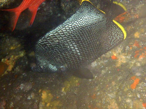 日本・御蔵島「Japan🇯🇵diving trip🤿🐬」の写真：17th Jul. 2012 pic📷
...