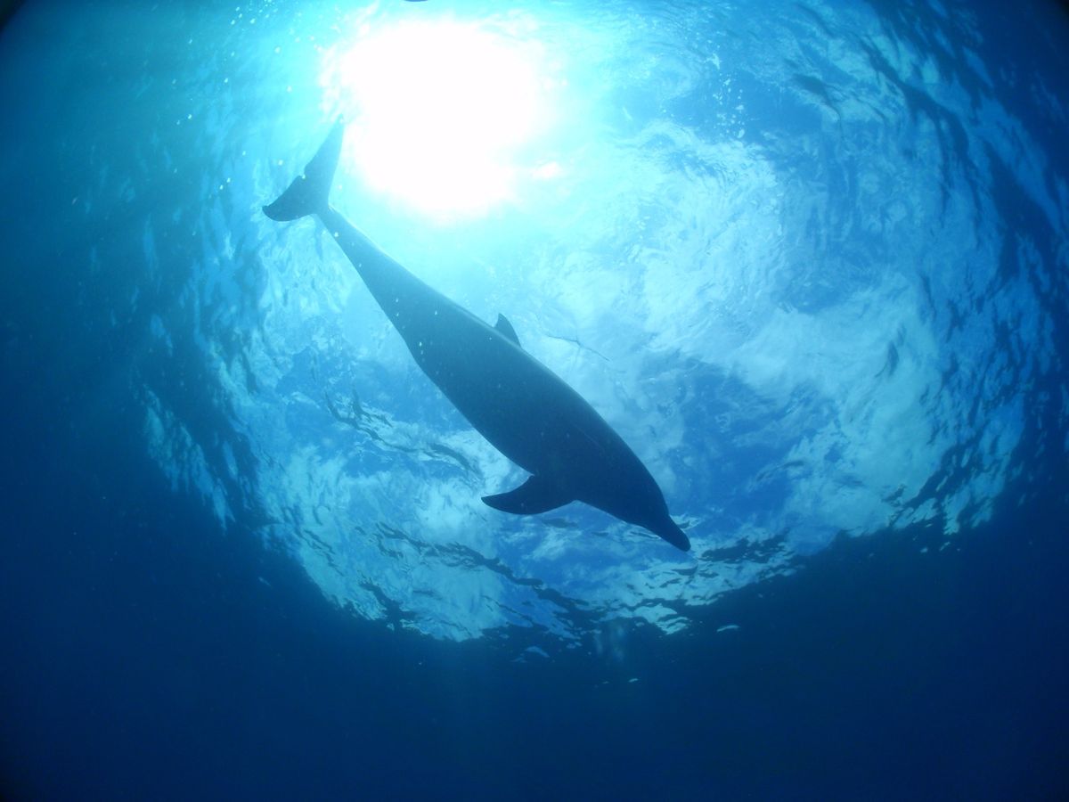 18th Jul. 2012 pic📷

dolphin swim🐬
in...