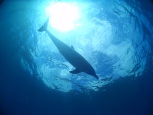 18th Jul. 2012 pic📷

dolphin swim🐬
in...