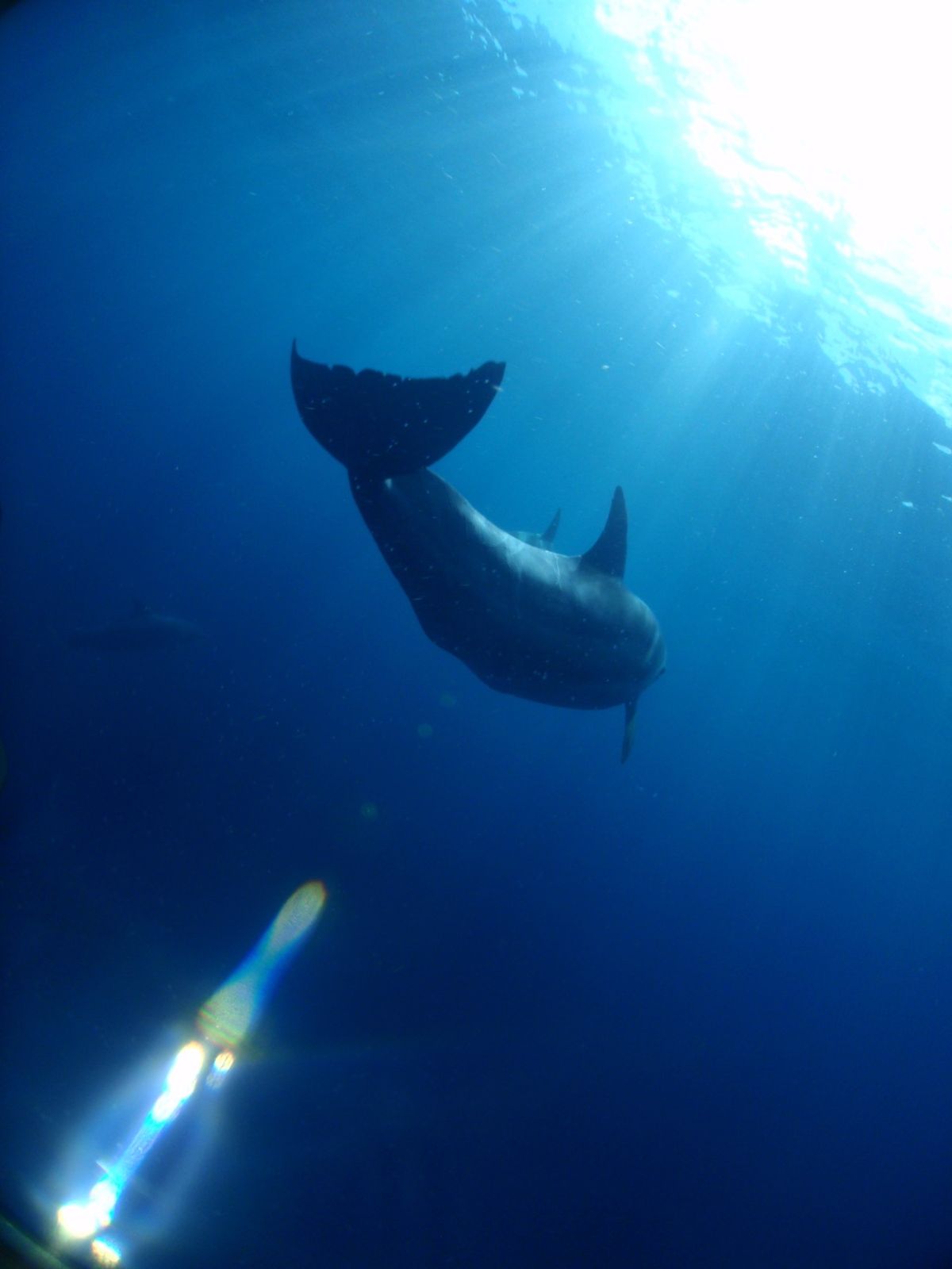 18th Jul. 2012 pic📷

dolphin swim🐬

優...