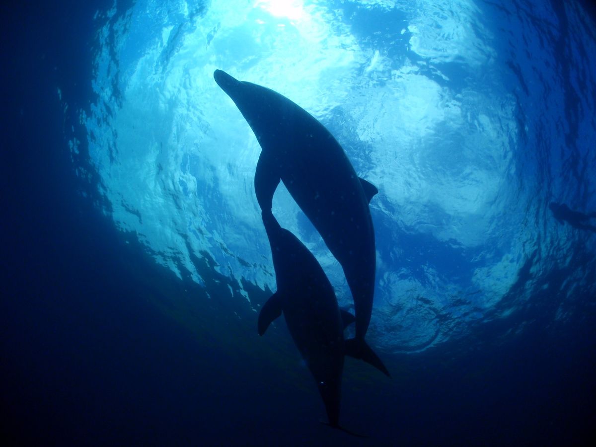 18th Jul. 2012 pic📷

dolphin swim🐬
in...