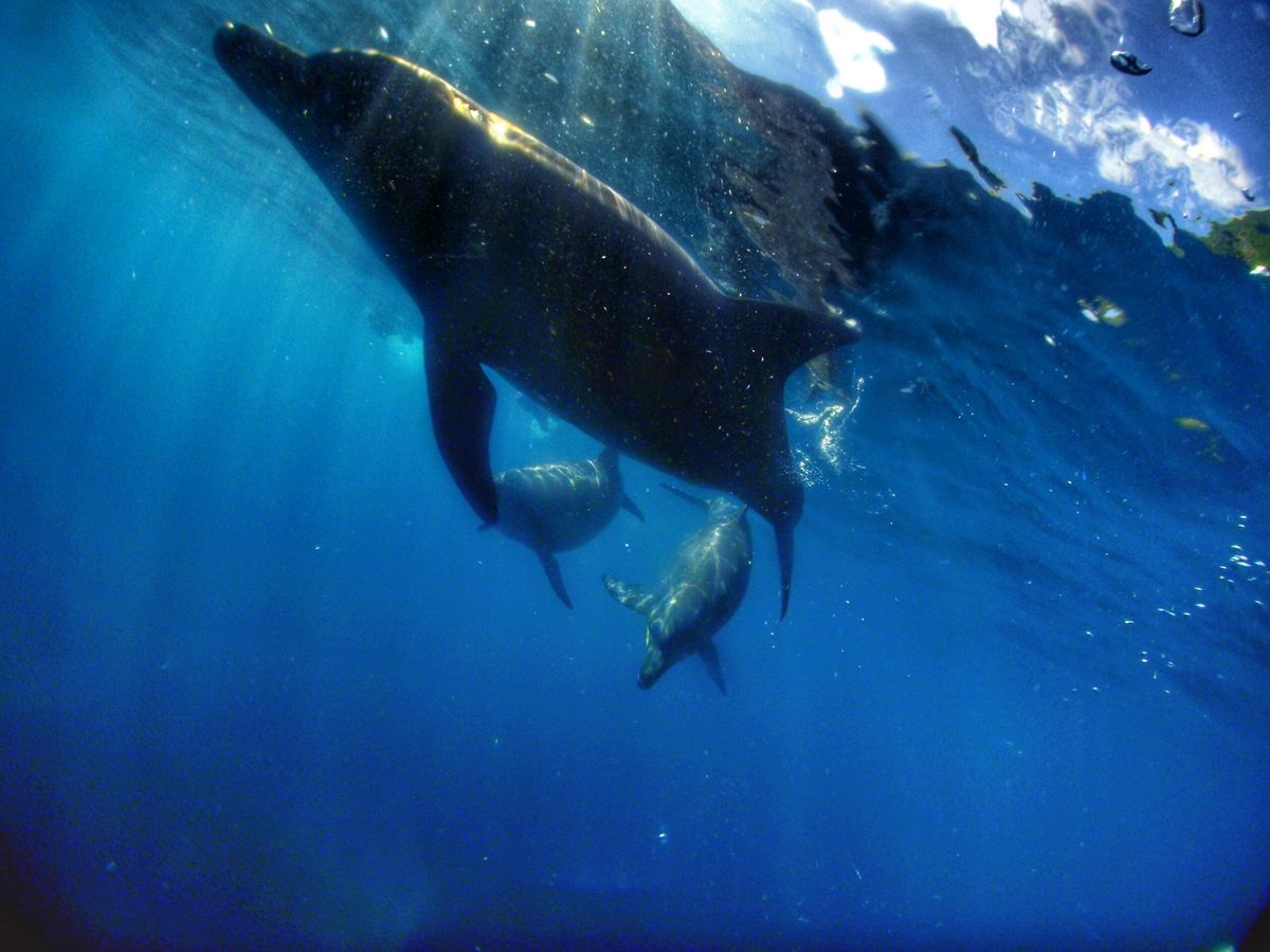 18th Jul. 2012 pic📷

dolphin swim🐬
in...