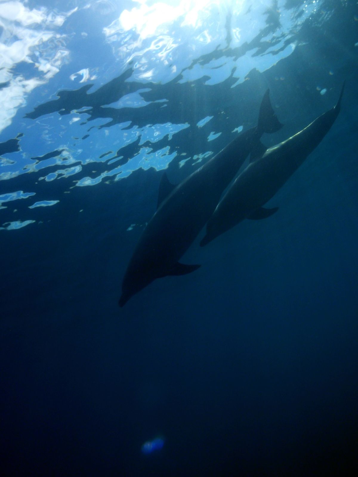 18th Jul. 2012 pic📷

dolphin swim🐬

優...