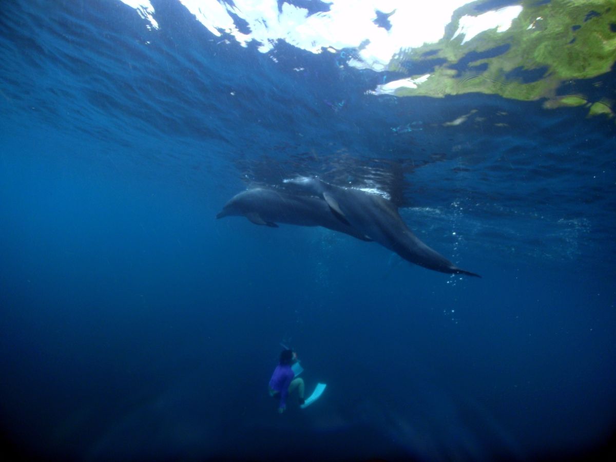 18th Jul. 2012 pic📷

dolphin swim🐬
in...