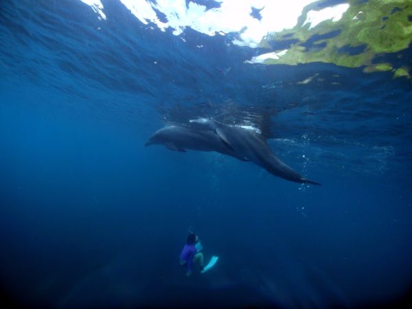 日本・御蔵島「Japan🇯🇵diving trip🤿🐬」の写真：18th Jul. 2012 pic📷
...