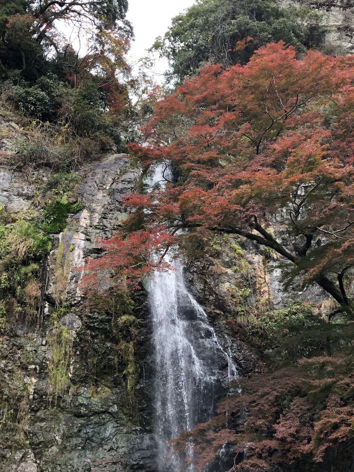 箕面大滝
商店街から緩やかに山を登り奥へと進むと滝が出てきてマイナスイオン...