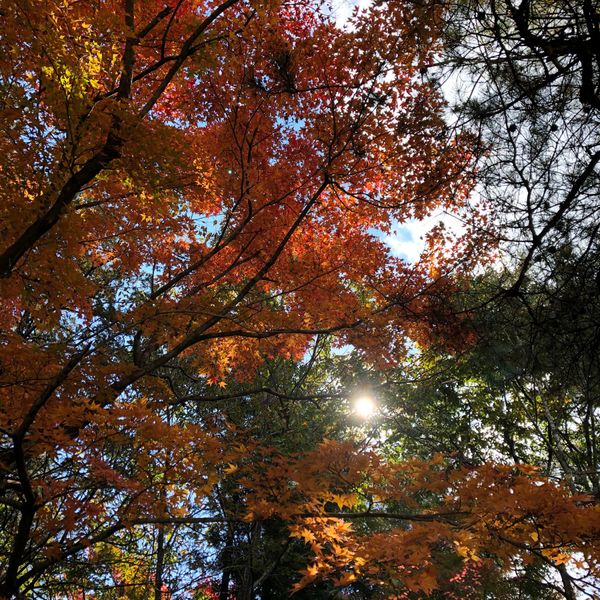 日本・仙台「紅葉と滝とワインと」の写真