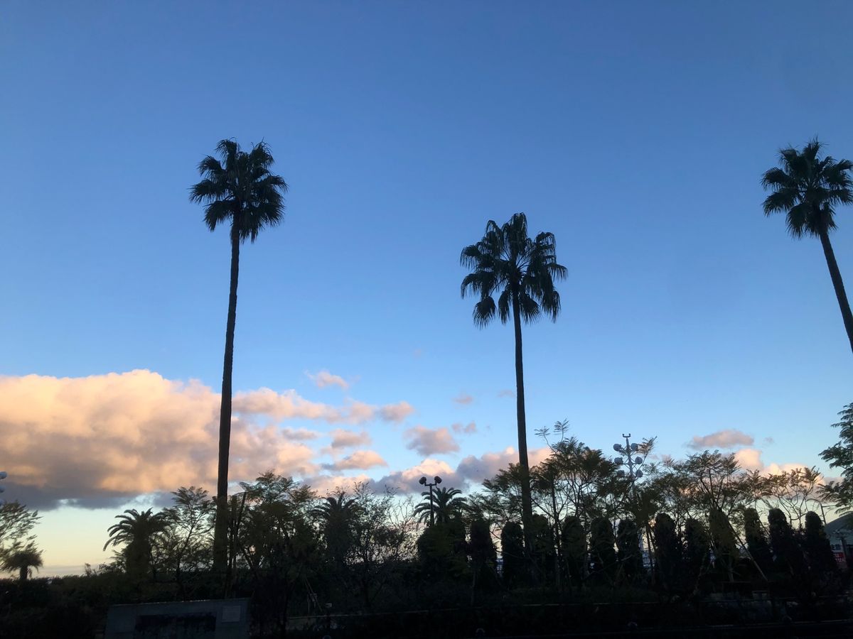 温泉、海、海鮮、大楠…癒しの土地🍃