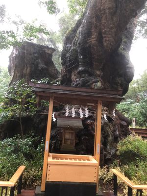 温泉、海、海鮮、大楠…癒しの土地🍃