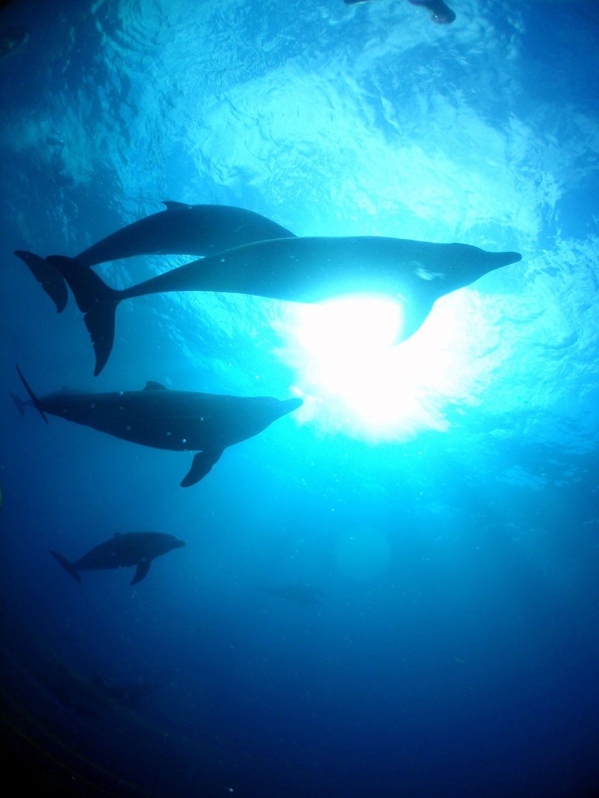 19th Aug. 2012 pic📷

in 御蔵島🏝

dolphin...