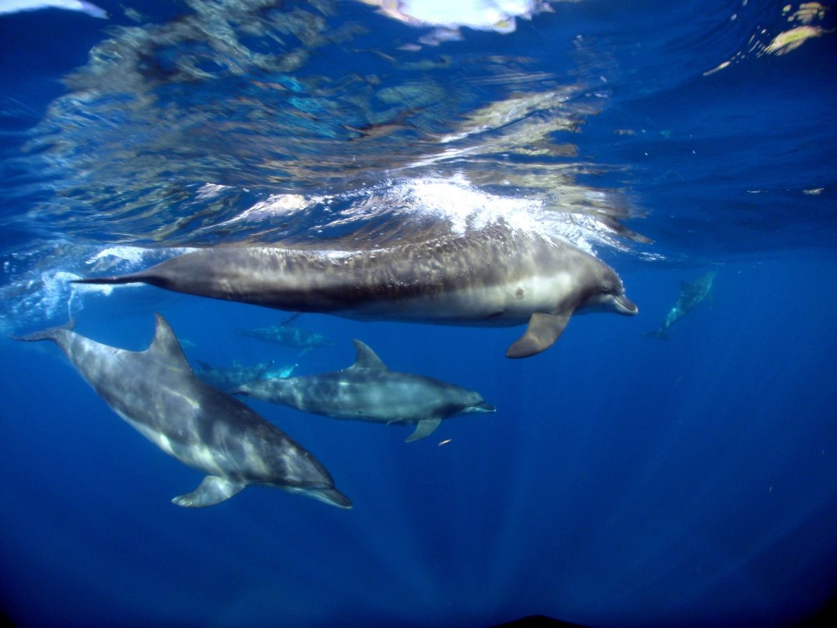 19th Aug. 2012 pic📷

in 御蔵島🏝

dolphin...