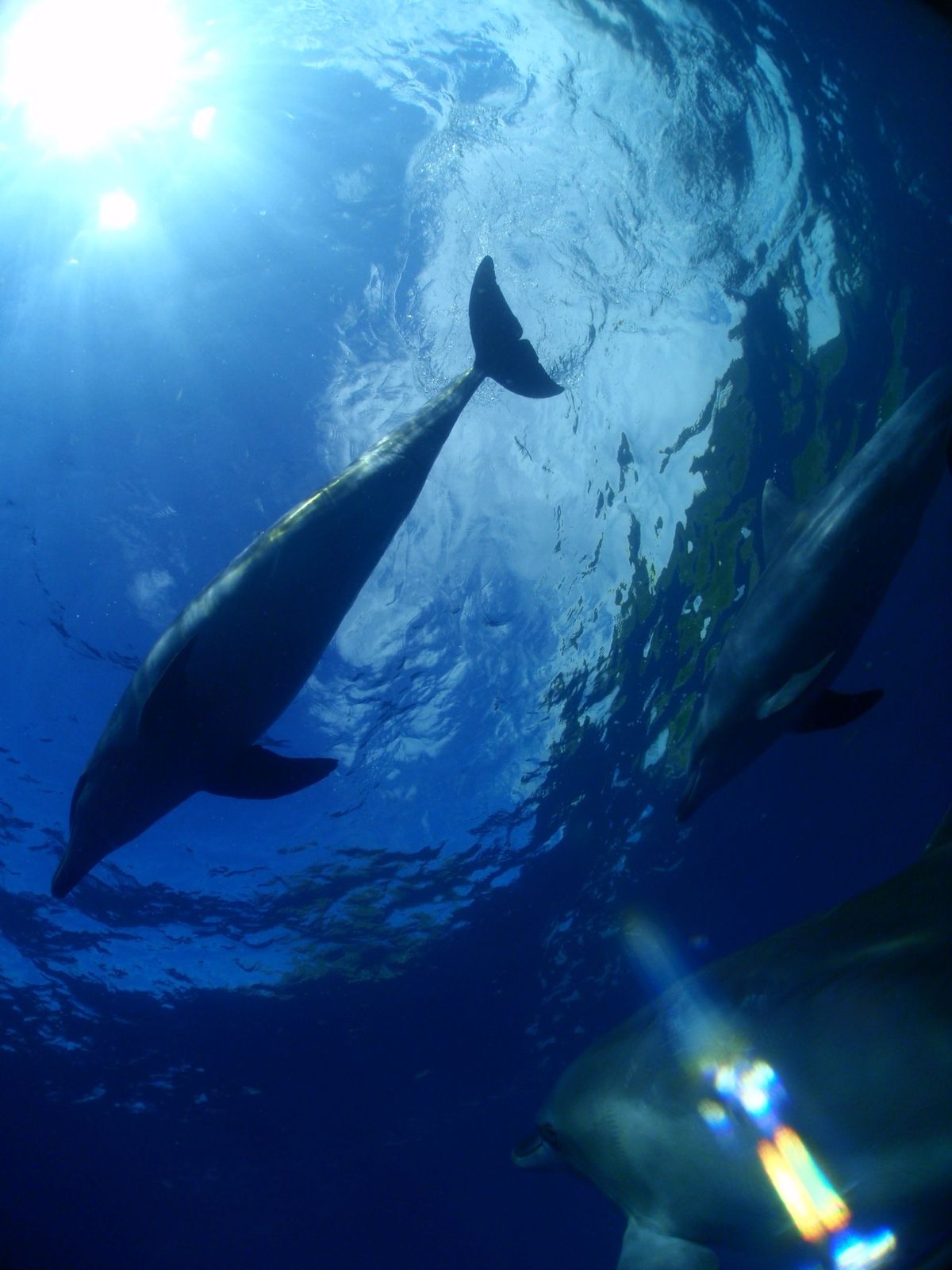 19th Aug. 2012 pic📷

in 御蔵島🏝

dolphin...