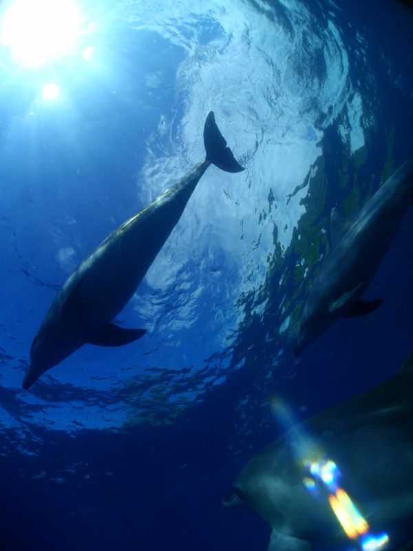 日本・御蔵島「Japan🇯🇵 diving trip🤿」の写真：19th Aug. 2012 pic📷
...