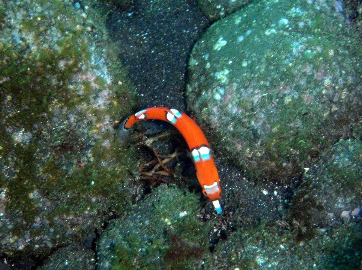 18th Aug. 2012 pic📷

早朝diving🤿
am6:30...