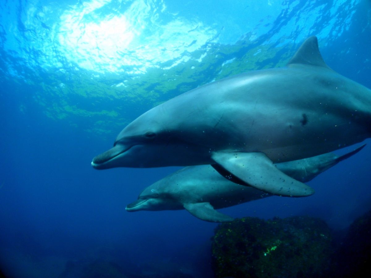 19th Aug. 2012 pic📷

in 御蔵島🏝

dolphin...