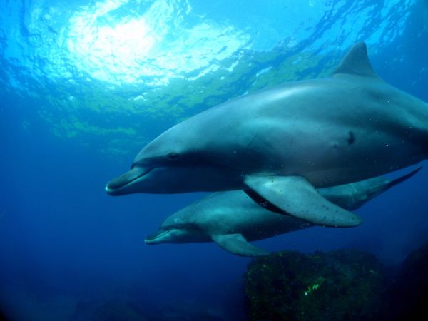 日本・御蔵島「Japan🇯🇵 diving trip🤿」の写真：19th Aug. 2012 pic📷
...