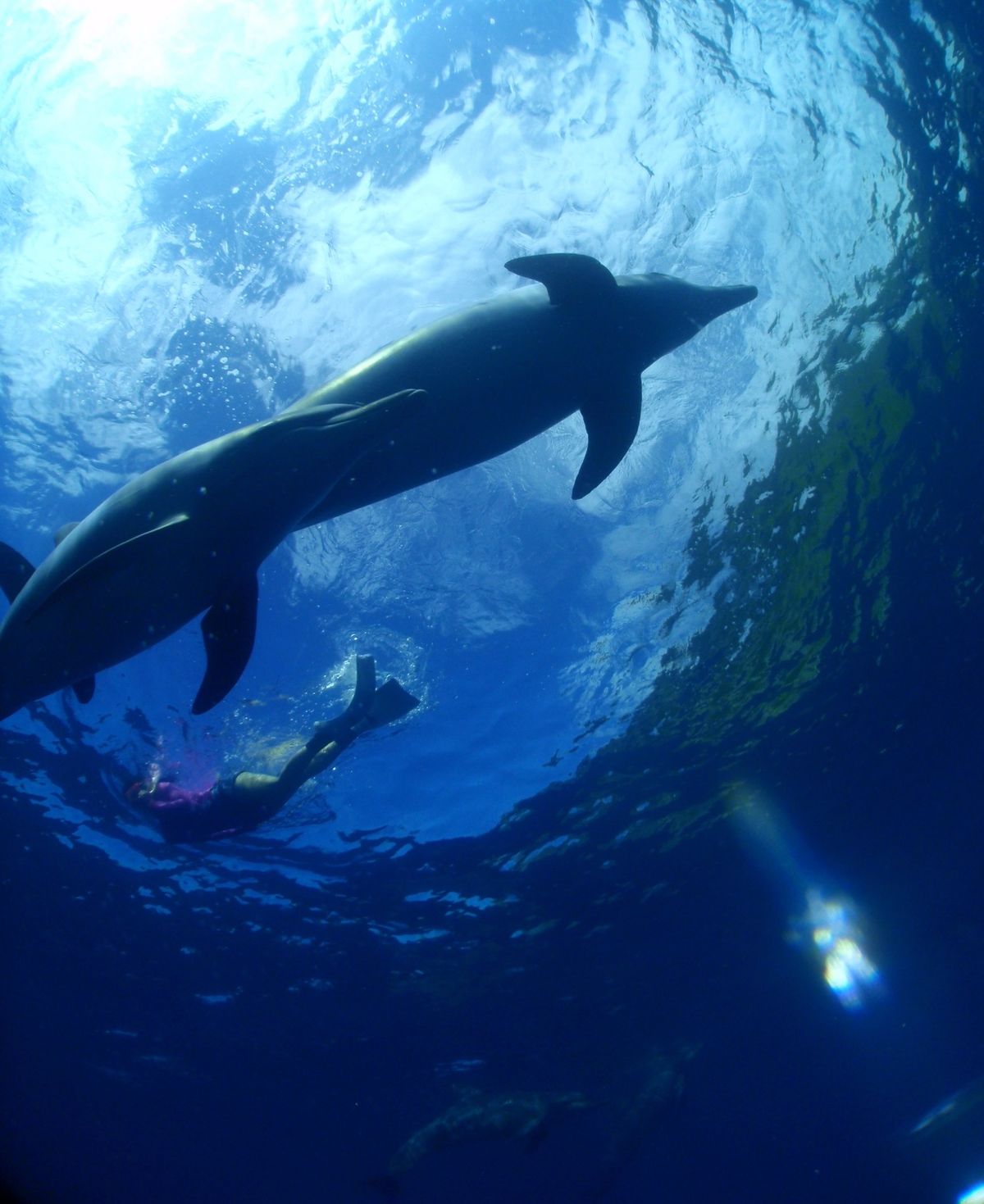 19th Aug. 2012 pic📷

in 御蔵島🏝

dolphin...