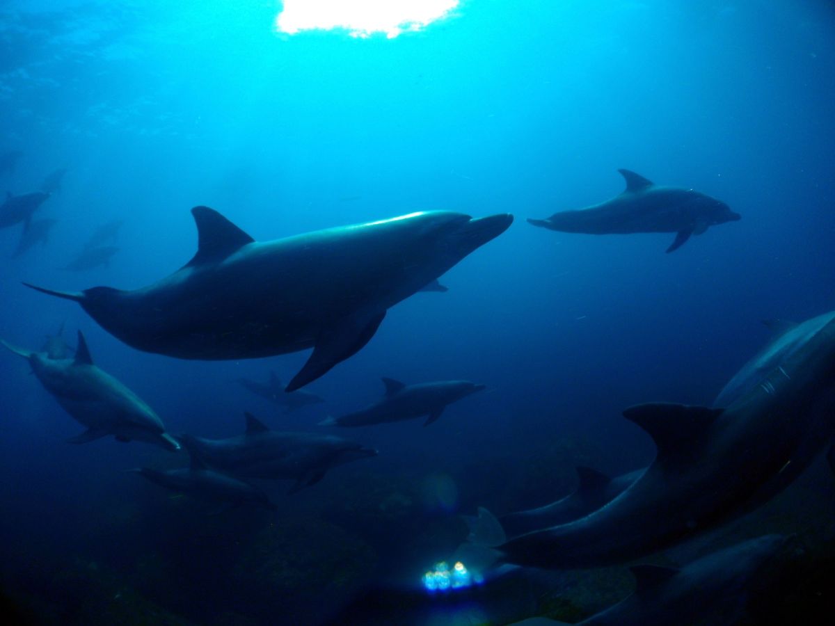 19th Aug. 2012 pic📷

in 御蔵島🏝

dolphin...