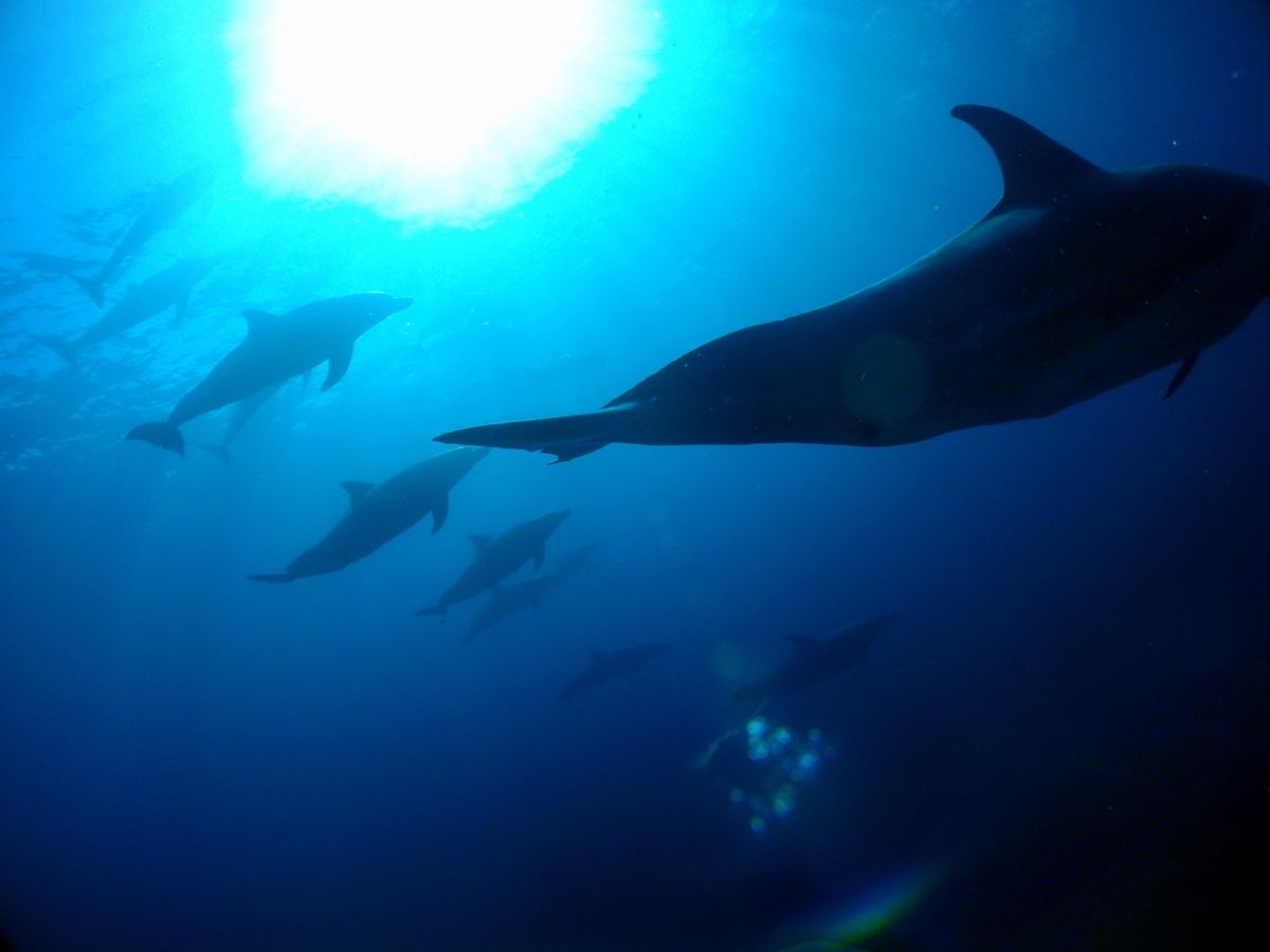 19th Aug. 2012 pic📷

in 御蔵島🏝

dolphin...