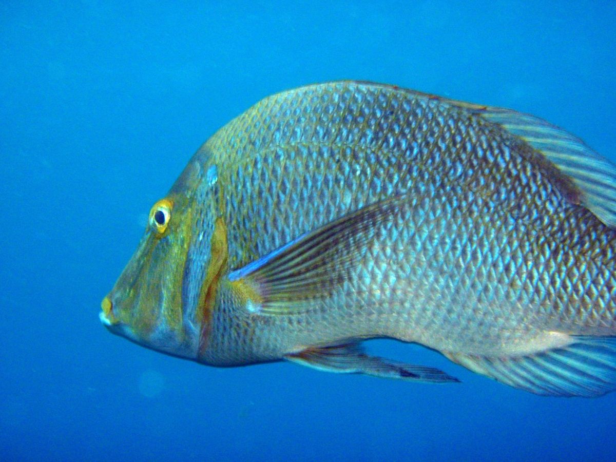 18th Aug. 2012 pic📷

早朝diving🤿
am6:30...