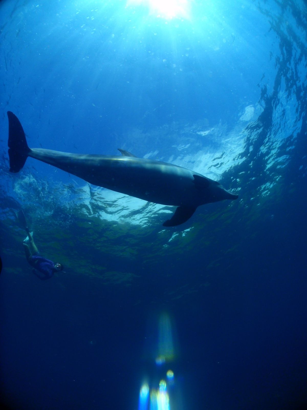 19th Aug. 2012 pic📷

in 御蔵島🏝

dolphin...