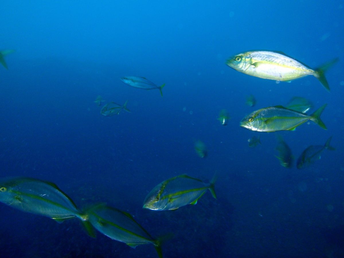 18th Aug. 2012 pic📷

早朝diving🤿
am6:30...