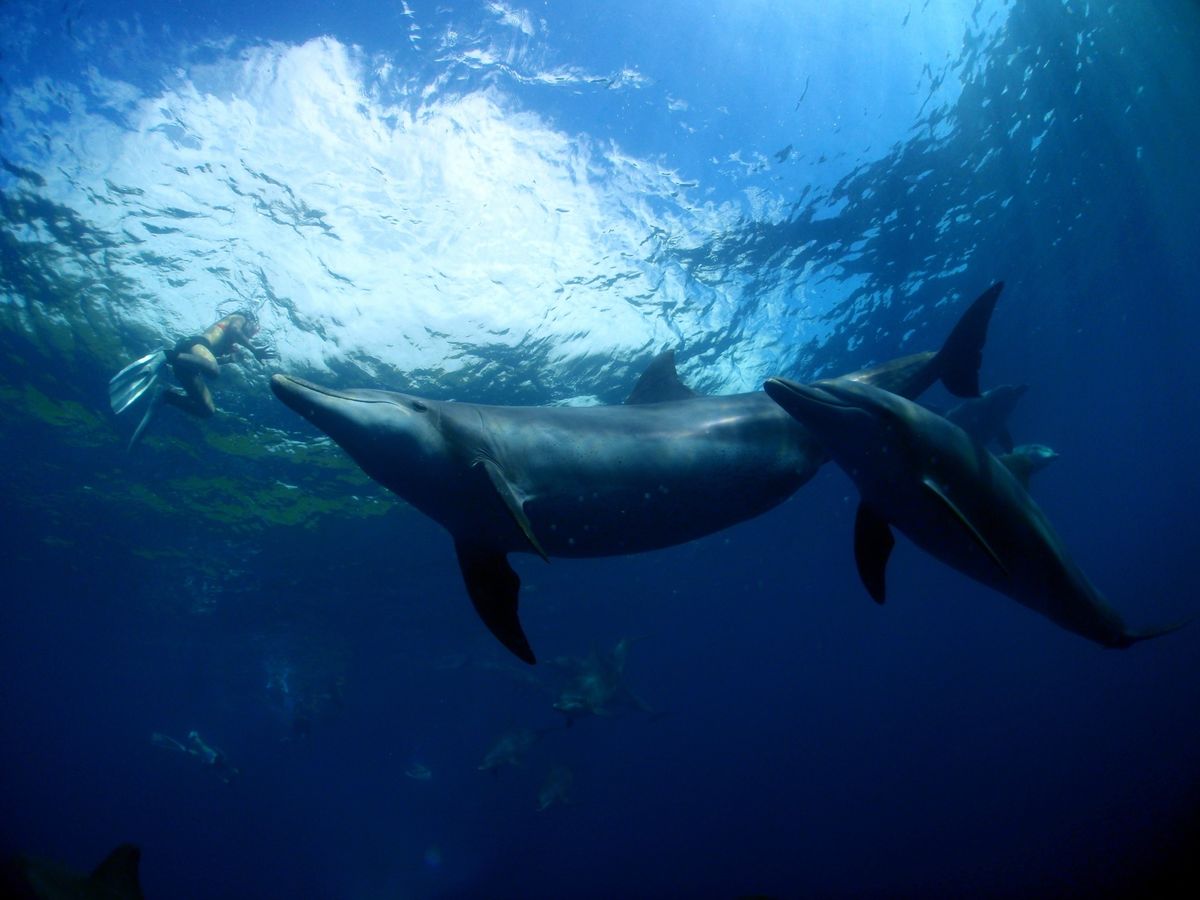 19th Aug. 2012 pic📷

in 御蔵島🏝

dolphin...