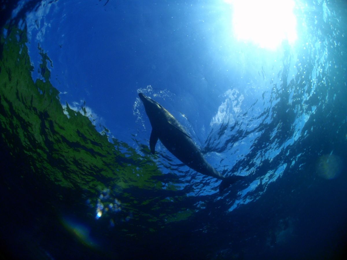 19th Aug. 2012 pic📷

in 御蔵島🏝

dolphin...