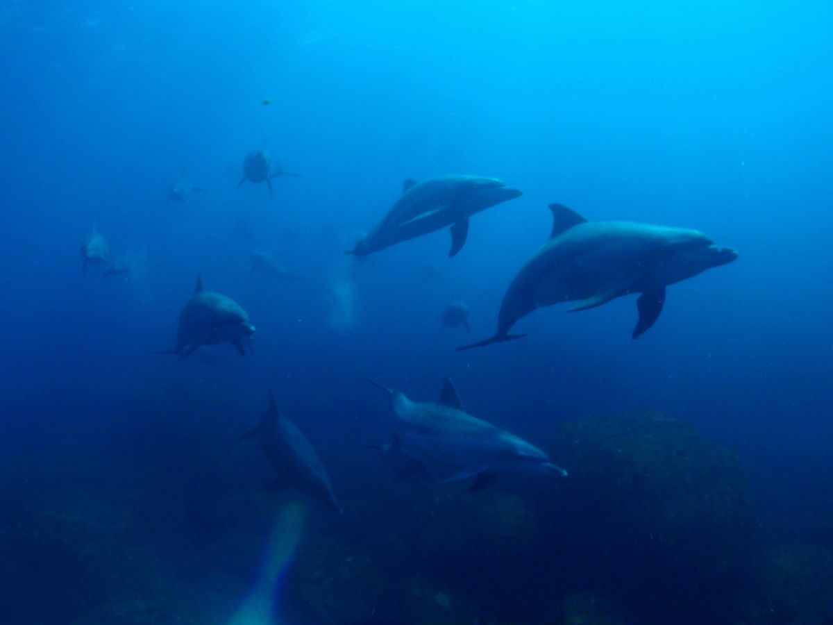 19th Aug. 2012 pic📷

in 御蔵島🏝

dolphin...