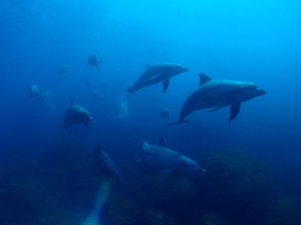 日本・御蔵島「Japan🇯🇵 diving trip🤿」の写真：19th Aug. 2012 pic📷
...