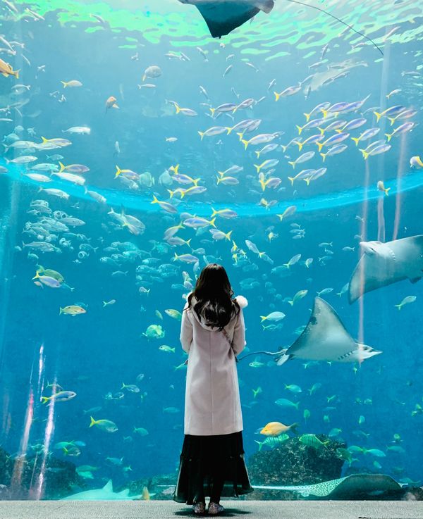 日本・鴨川「鴨川館とシーワールド」の写真：圧巻の海の景色な水槽🐠✨