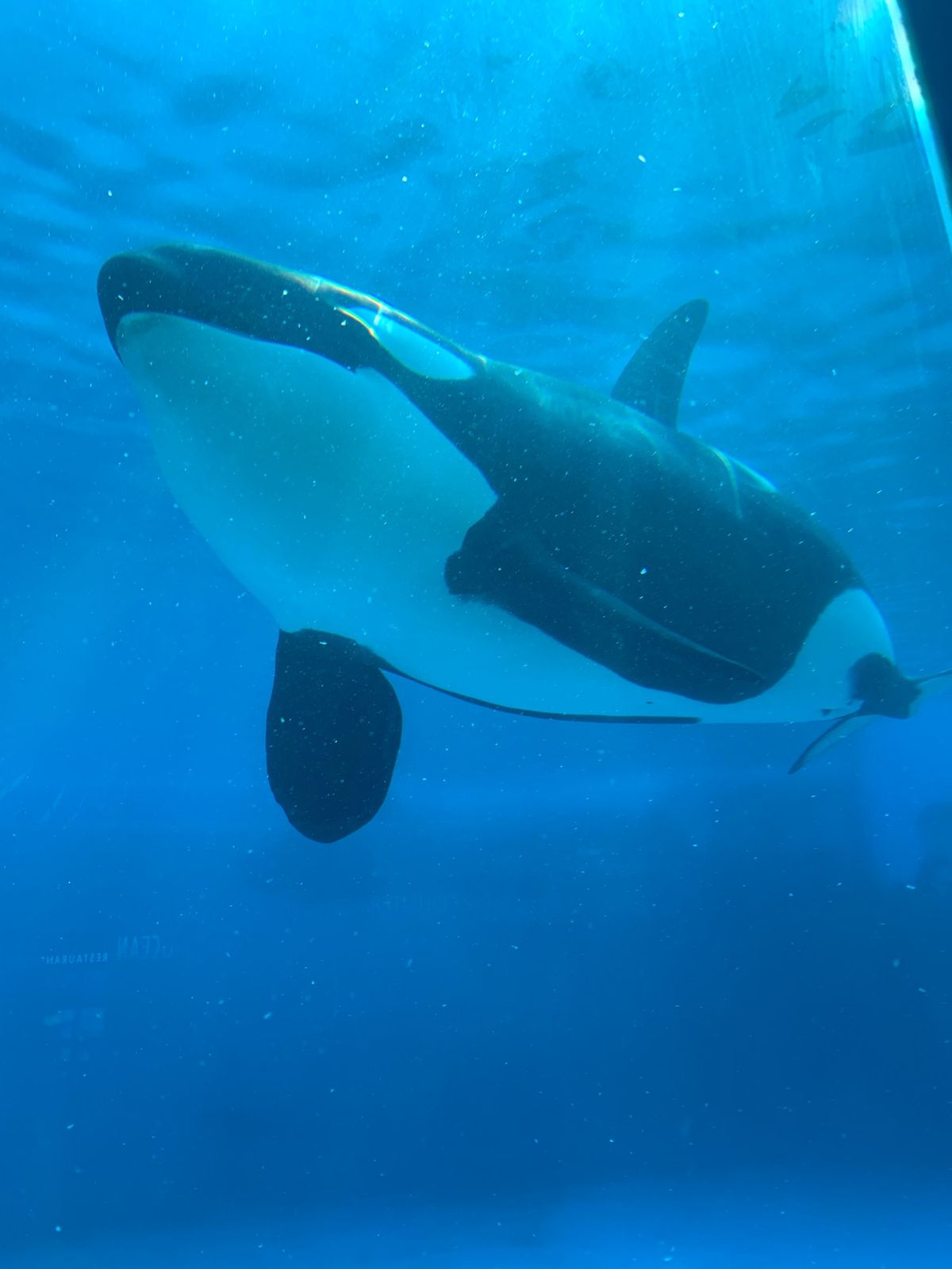 シャチが見えるレストランで食事🍽