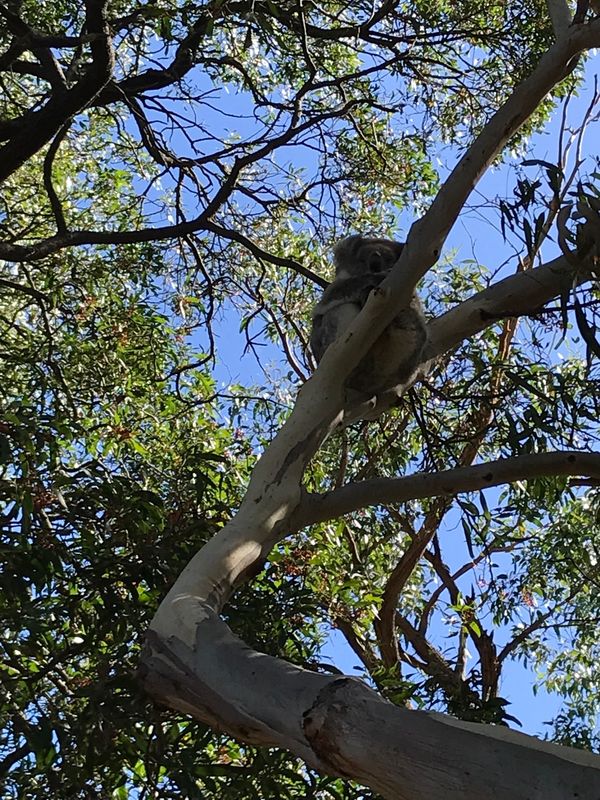 オーストラリア連邦「オーストラリア④」の写真