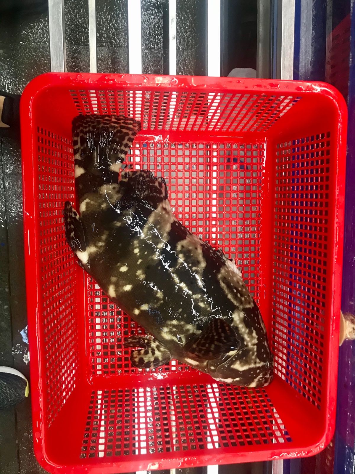 ダナンで海鮮🐟
ダナンで一番の人気店と噂の海鮮料理店ヘ。
コロナの影響で街...