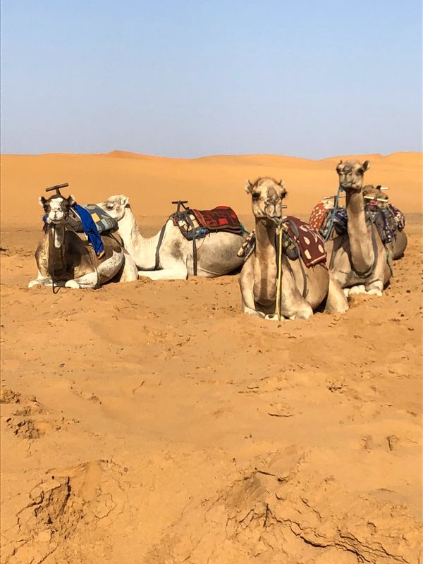 モロッコ・カサブランカ「モロッコ 〜サハラ砂漠でラクダに乗る〜」の写真