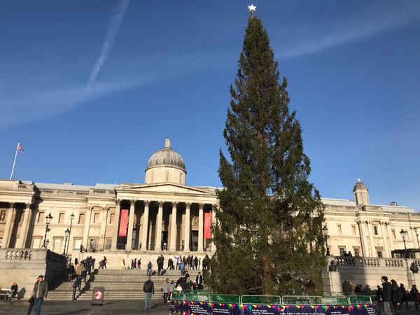 イギリス(英国)・ロンドン「イギリス・フランスの旅」の写真：ナショナルギャラリーの前に大きなツリー🎄...