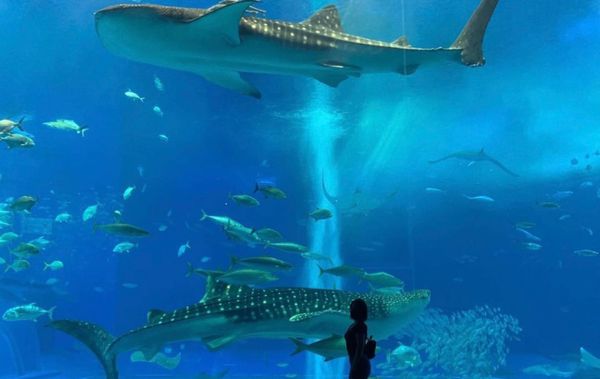 日本「沖縄(OKA)」の写真：那覇と言えば国際通り。
お土産や欲しい物...