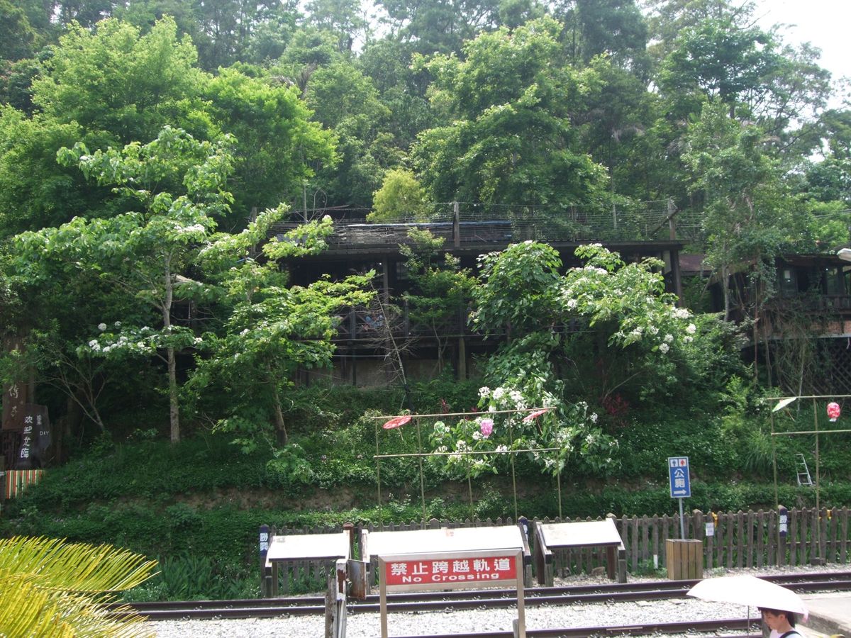 台湾ではアブラギリは客家のシンボルで毎年春に客家桐花祭が各地で開催されます...