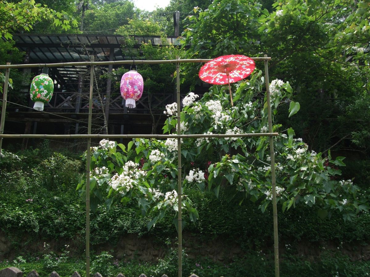 台湾ではアブラギリは客家のシンボルで毎年春に客家桐花祭が各地で開催されます...