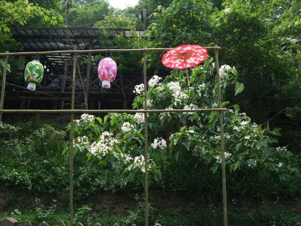 台湾・台湾「台湾　客家桐花祭」の写真：台湾ではアブラギリは客家のシンボルで毎年...