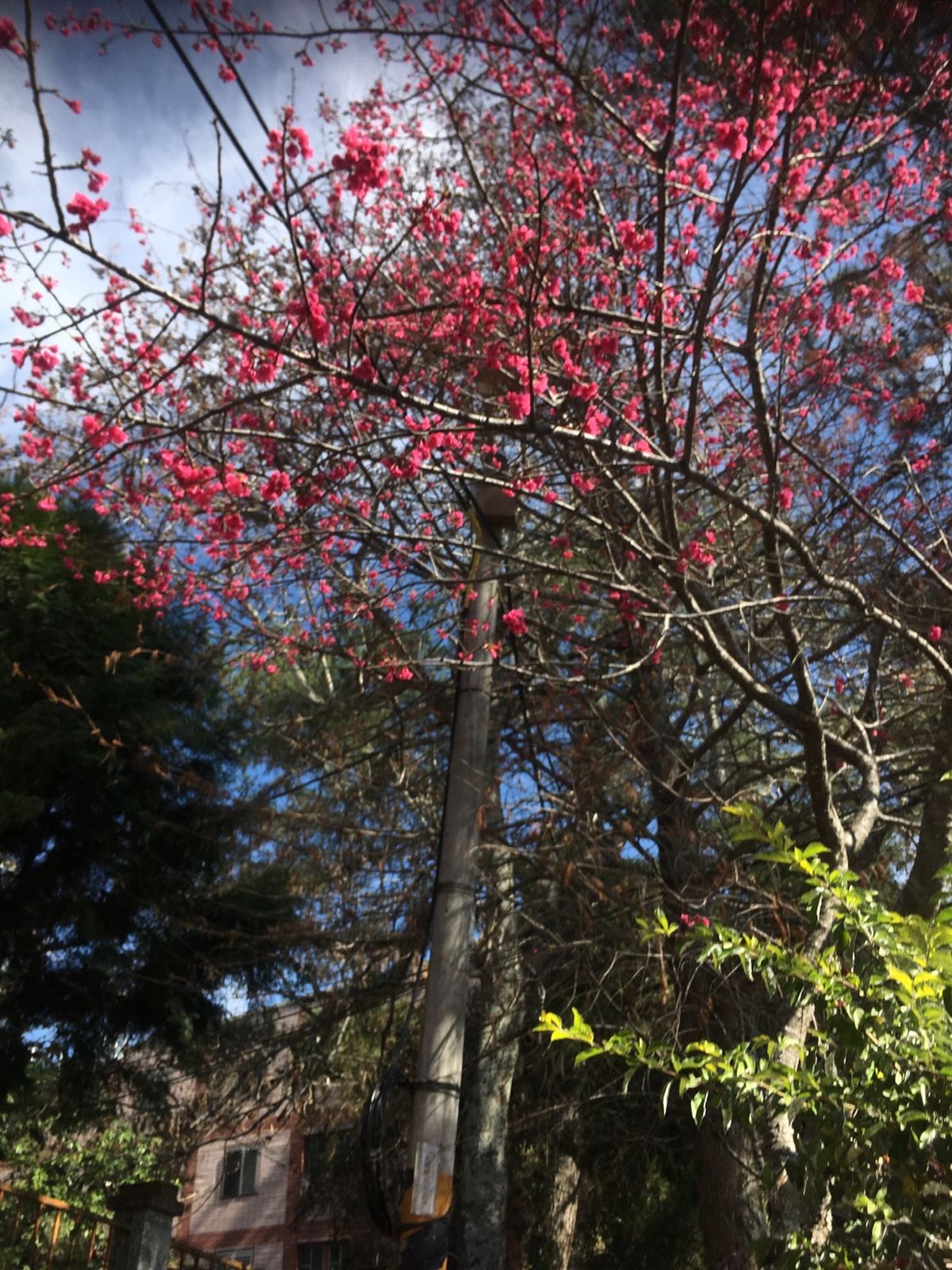 二月に咲く紅い桜　九族桜花祭と霧社にて
今年も別のところに見に行きたかった...