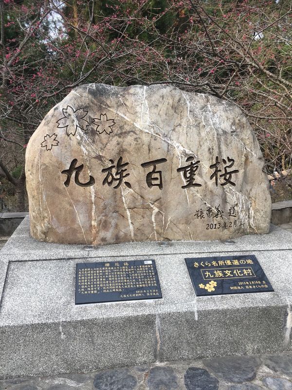 台湾・霧社と九族文化村「台湾　紅い桜」の写真：二月に咲く紅い桜　九族桜花祭と霧社にて
...