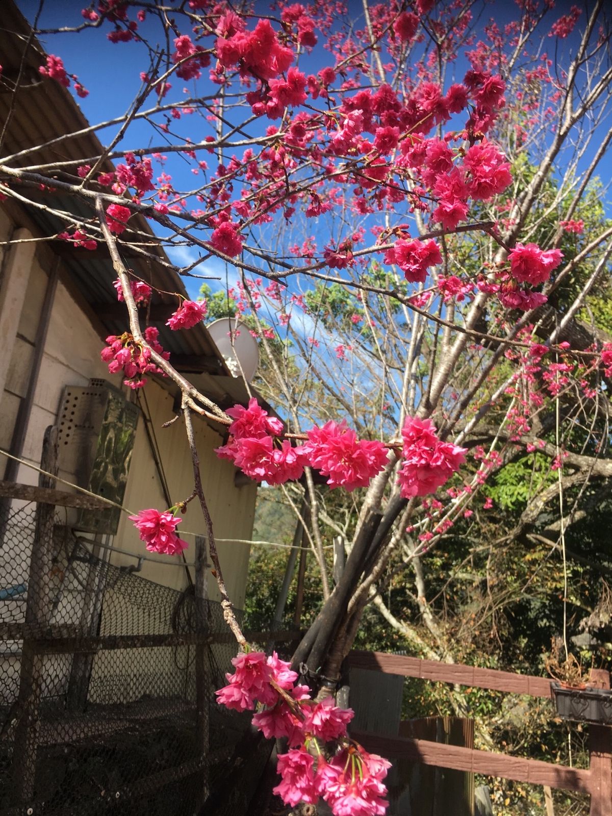 二月に咲く紅い桜　九族桜花祭と霧社にて
今年も別のところに見に行きたかった...