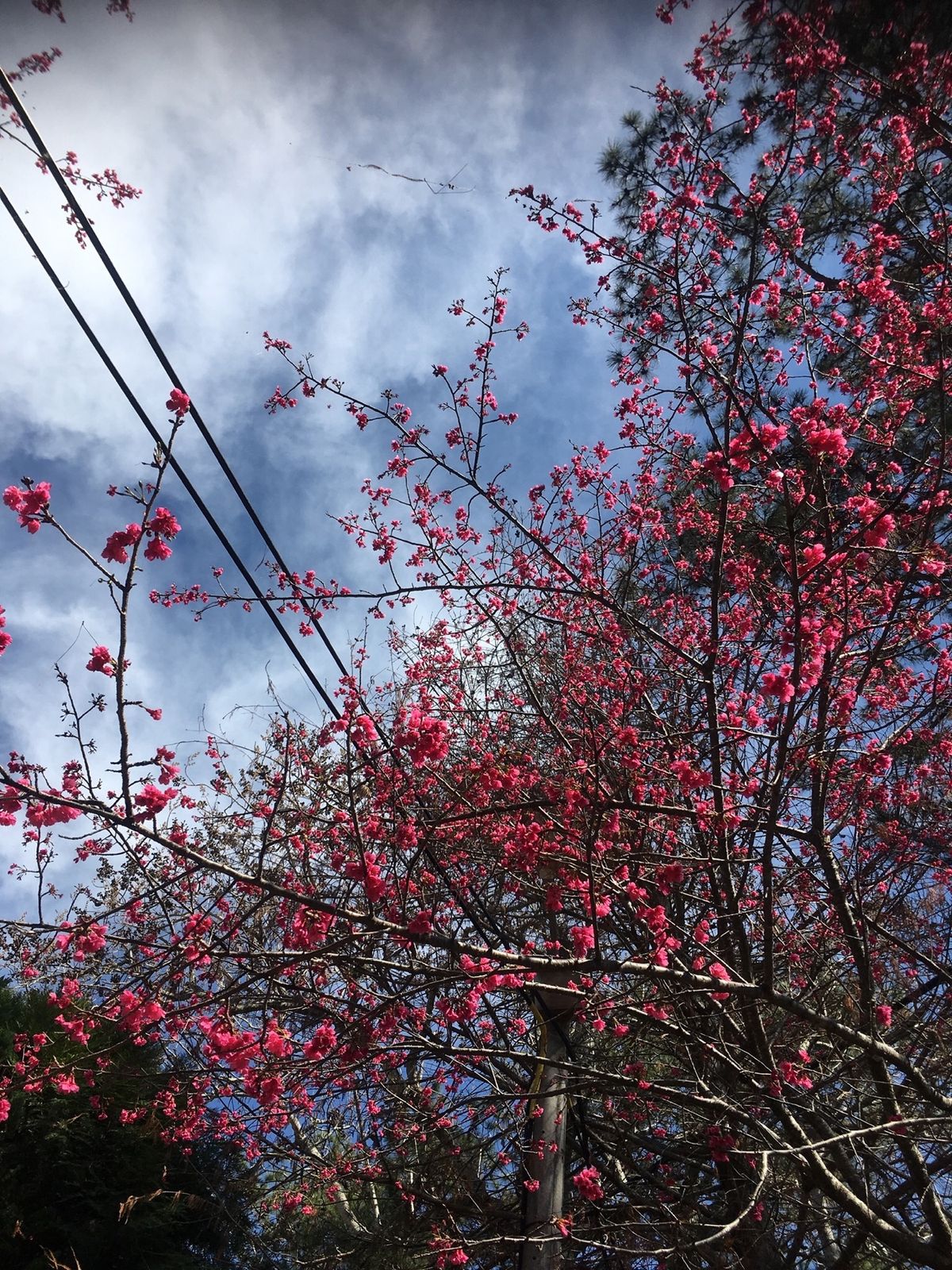 二月に咲く紅い桜　九族桜花祭と霧社にて
今年も別のところに見に行きたかった...