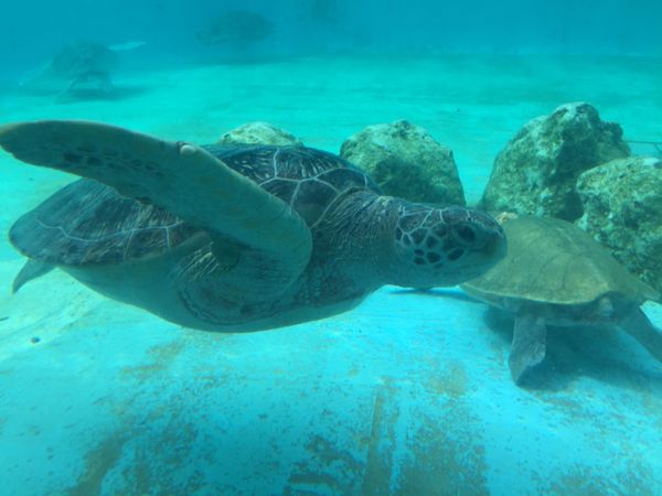 日本・沖縄県「沖縄本島」の写真：美ら海水族館は無料で見れるウミガメとマナ...