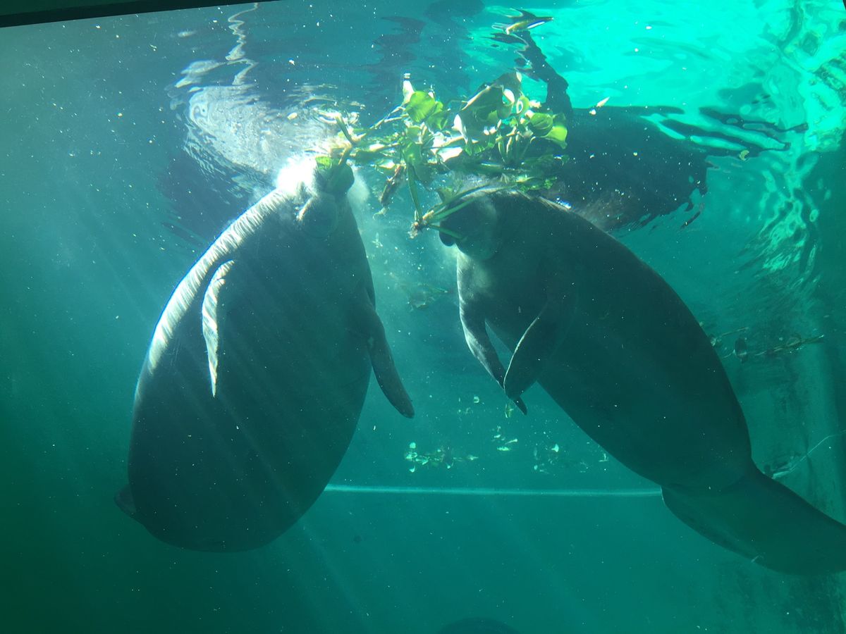 美ら海水族館は無料で見れるウミガメとマナティ。
古宇利島で夕日を見た後は夜...