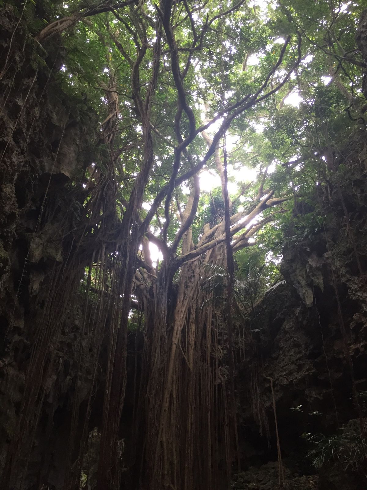 ガンガラーの谷へ。神秘的でした。
カキ氷からのソーキそば。